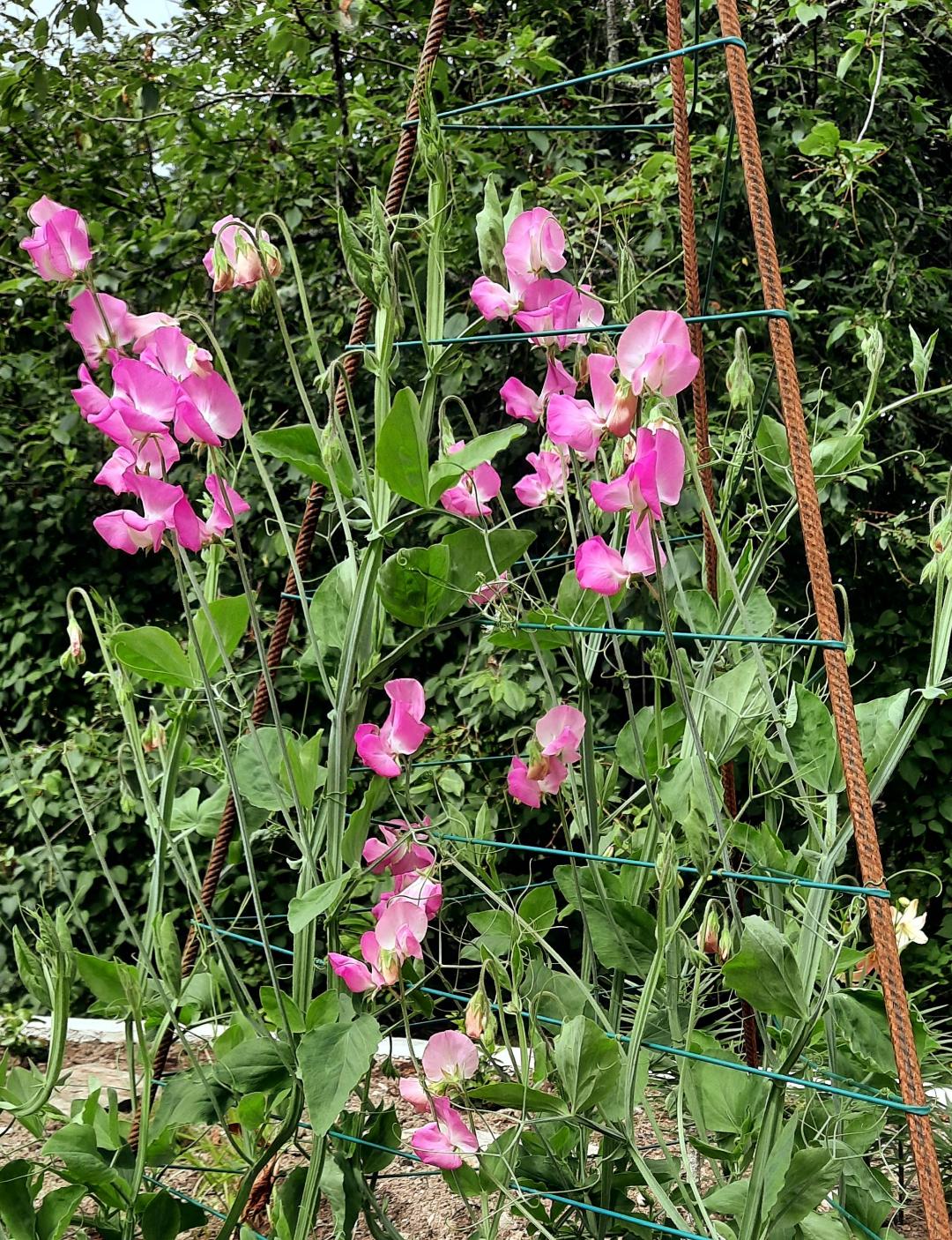 Luktärt Royal Rose