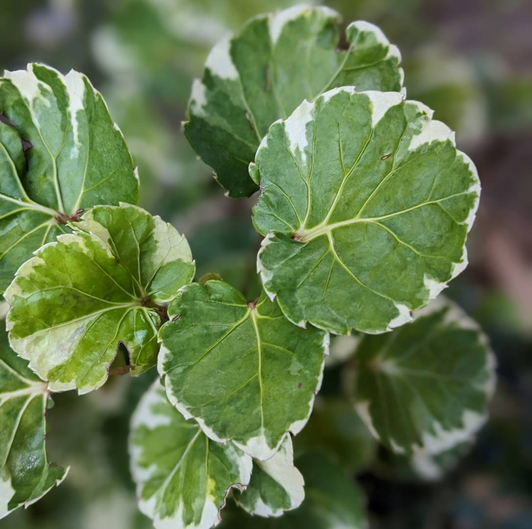 Silveraralia 