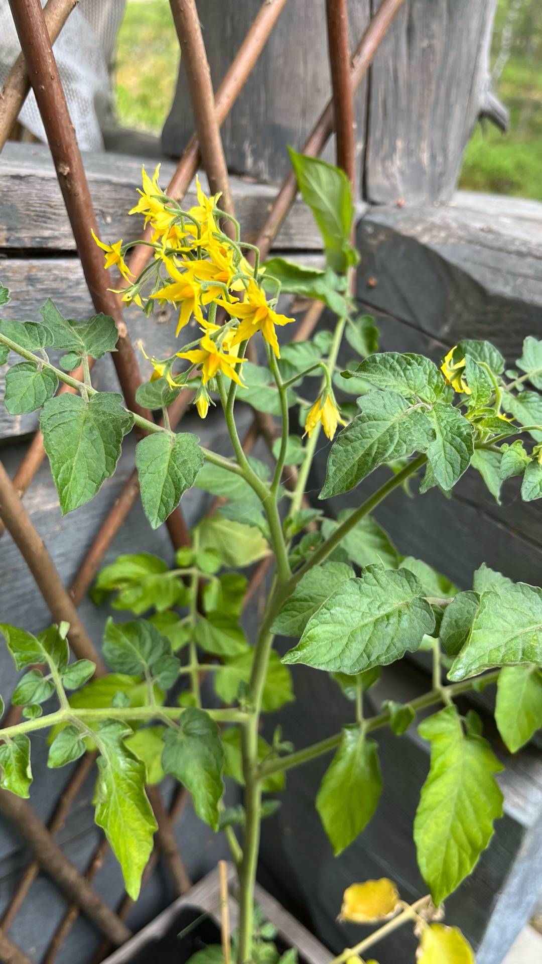 Jungfrublomster