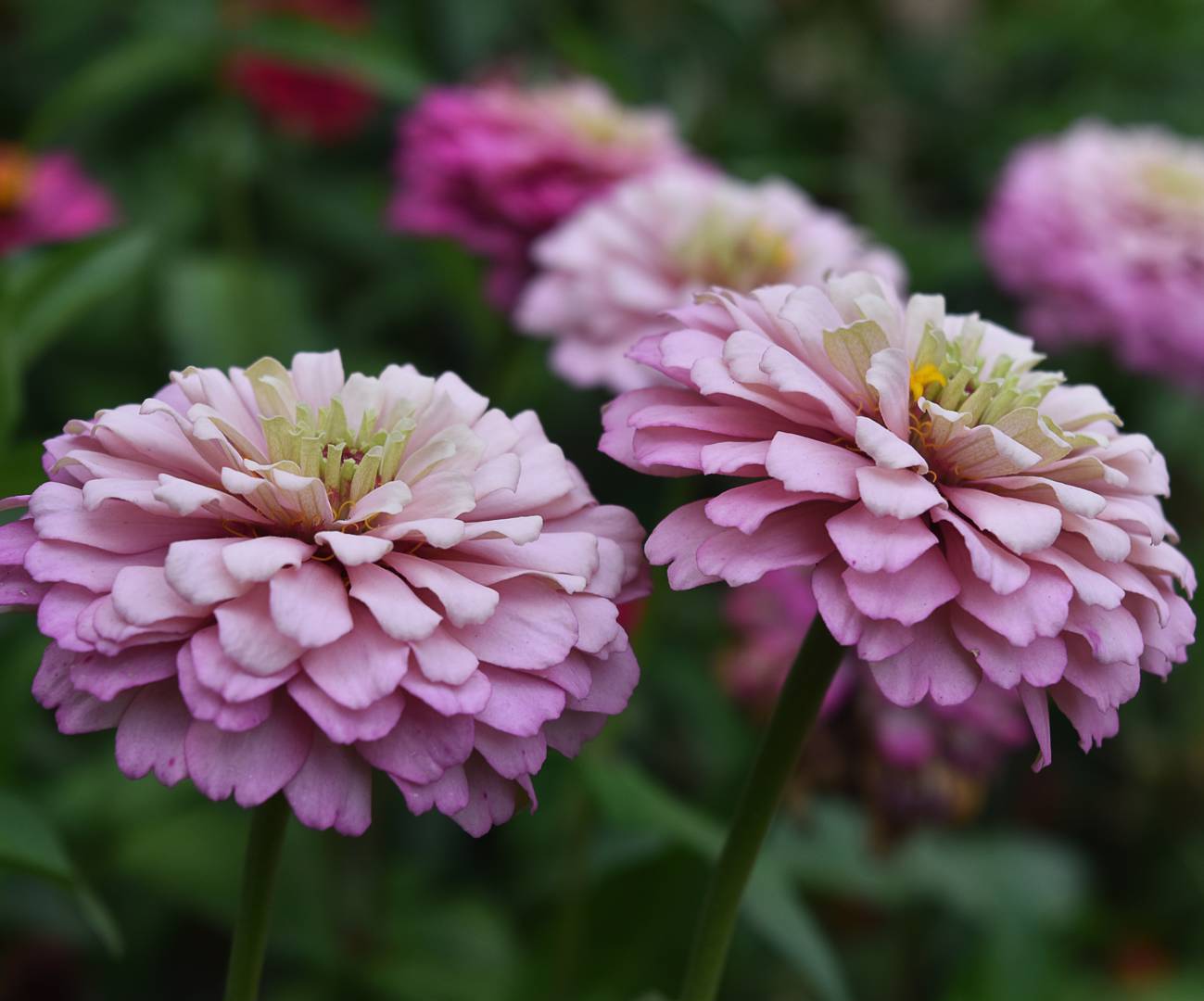Zinnia 