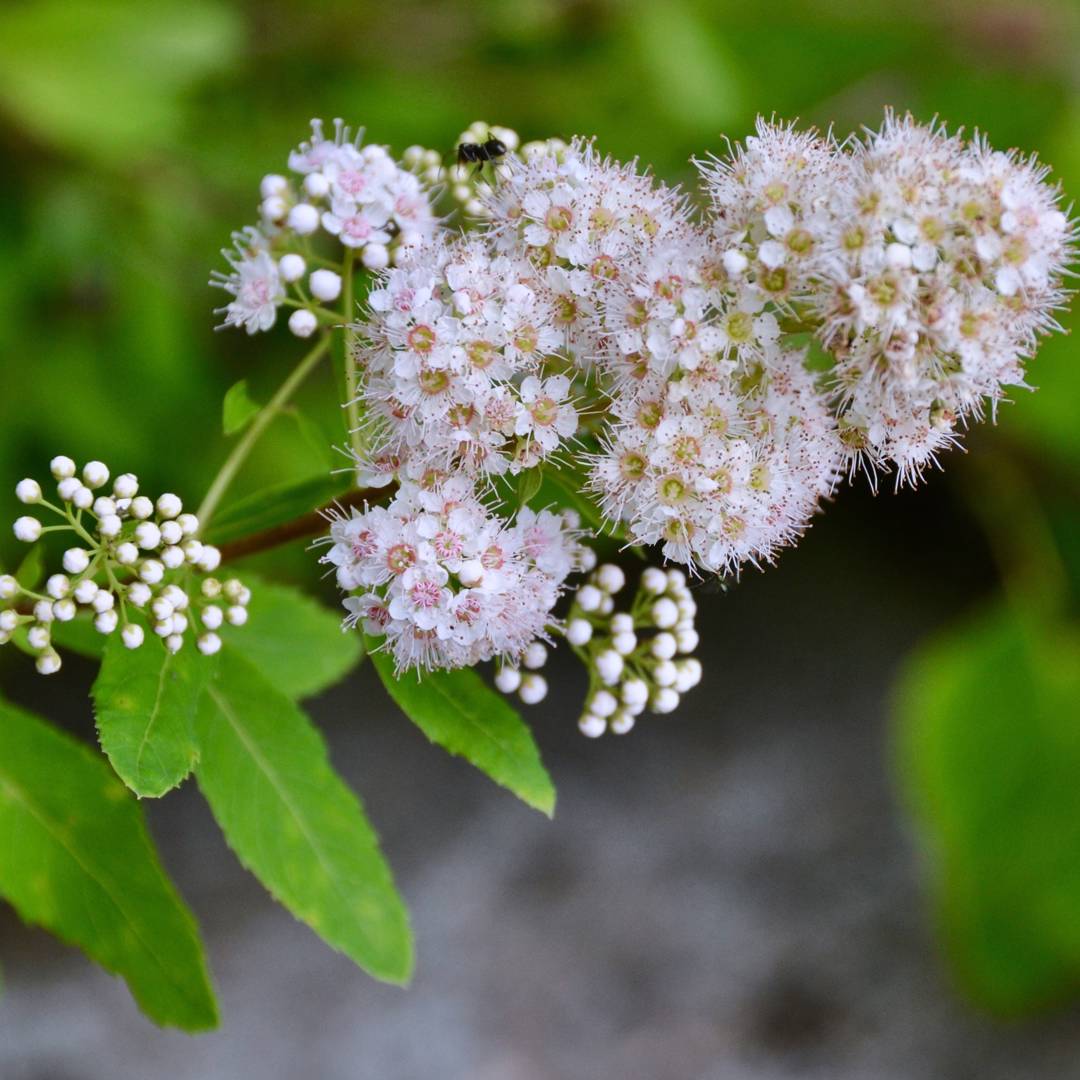 Vitspirea 