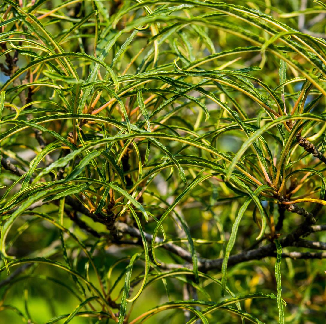 Brakved Asplenifolia