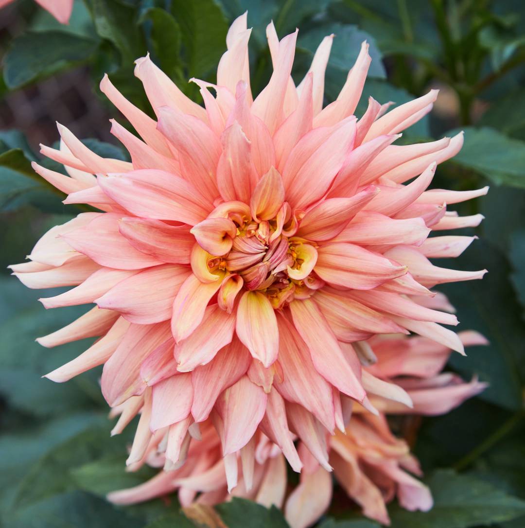 Dahlia Big Brother