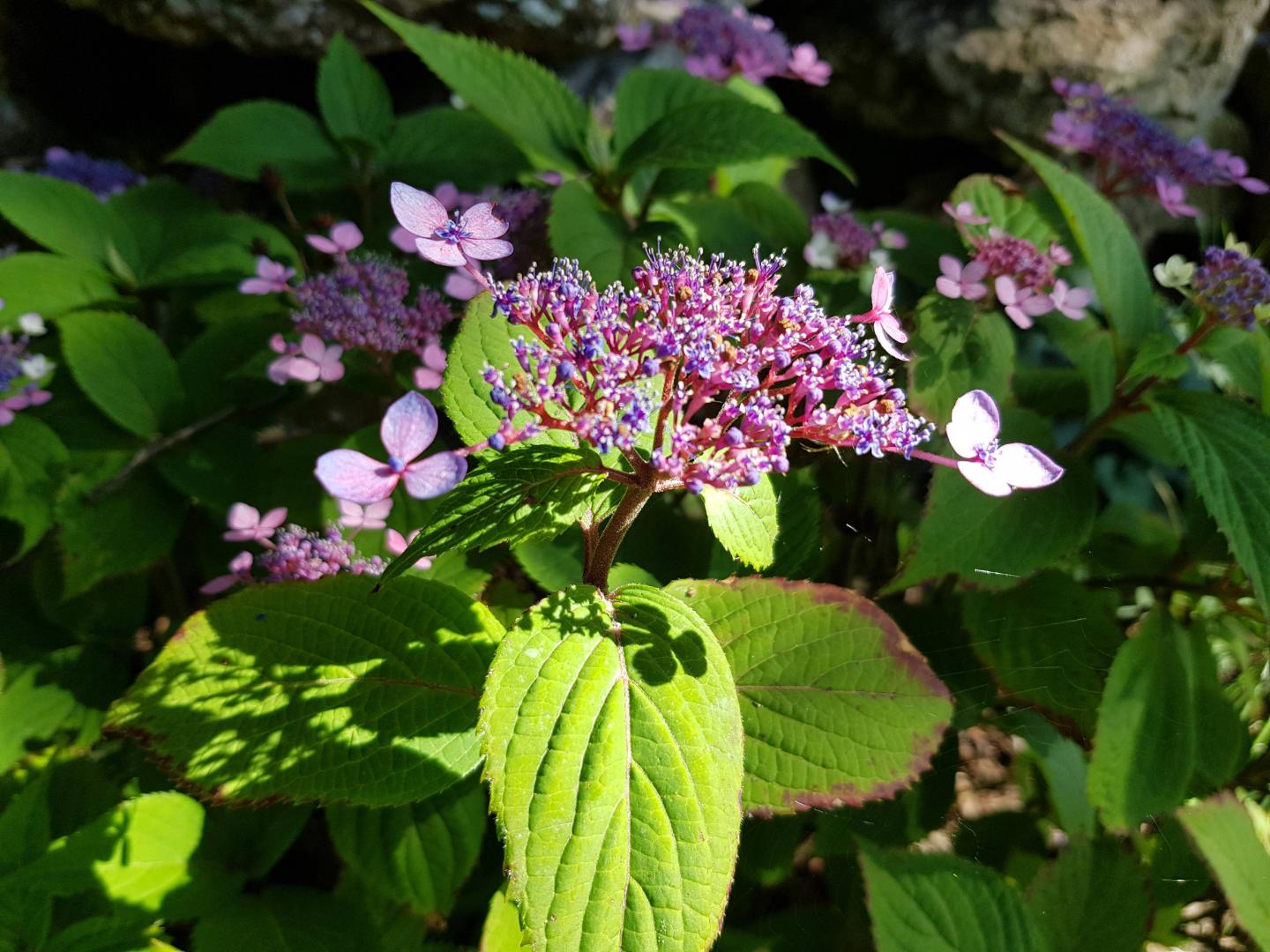 Purpurhortensia Lamona