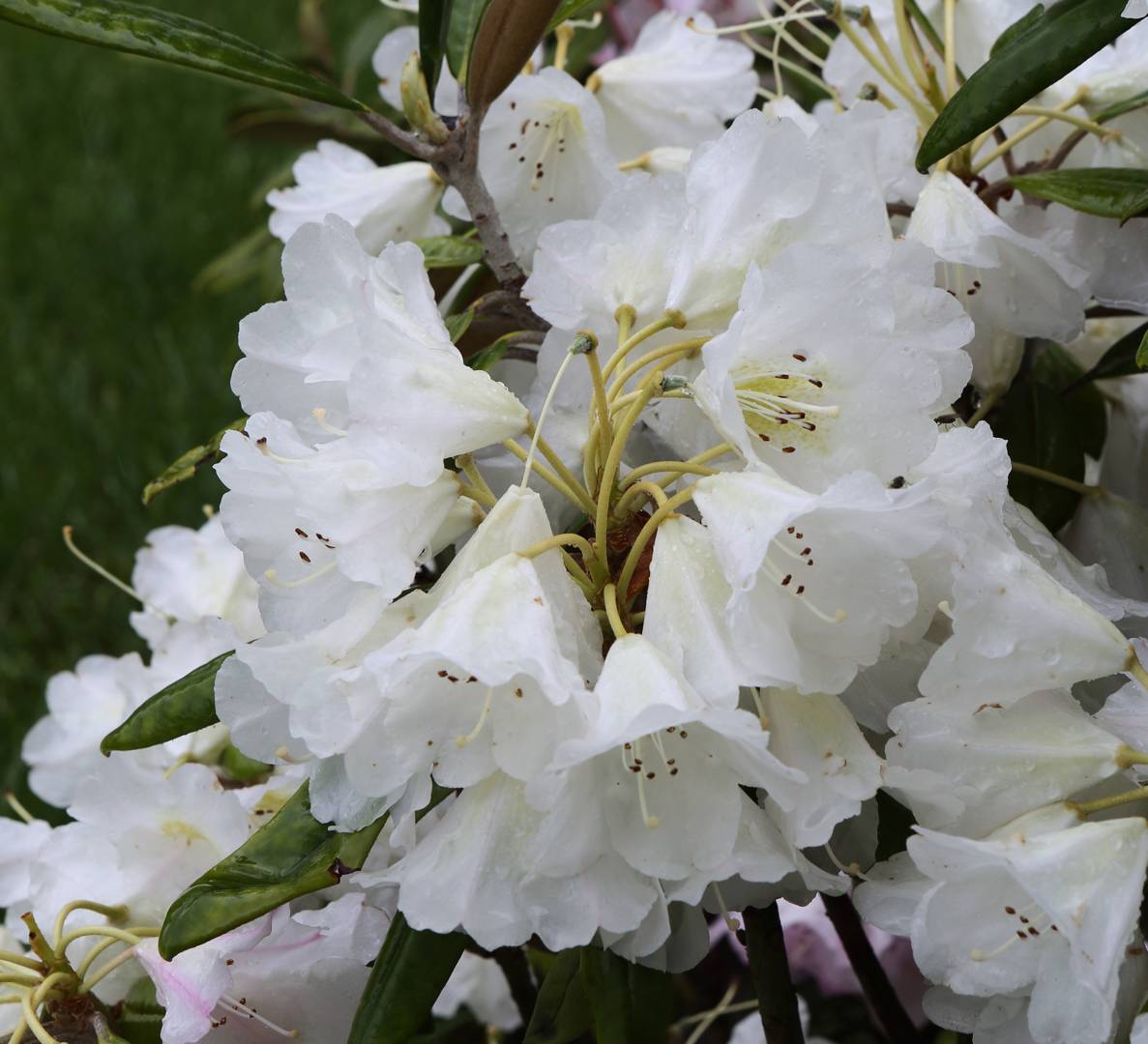 Japansk Azalea Kermesina Alba