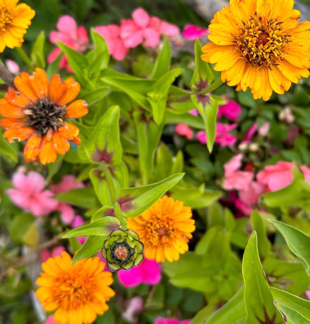 Zinnia Cresto! Peachy Pink