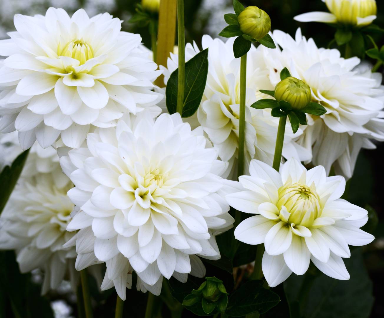 Dahlia Karma Maarten Zwaan