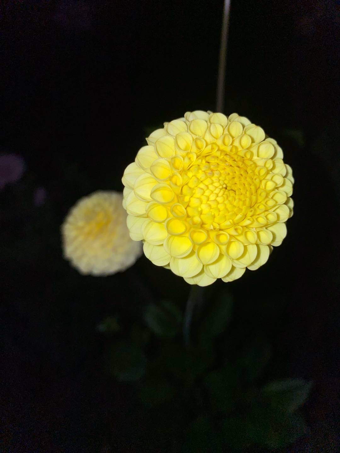 Petra på Blomstervägen