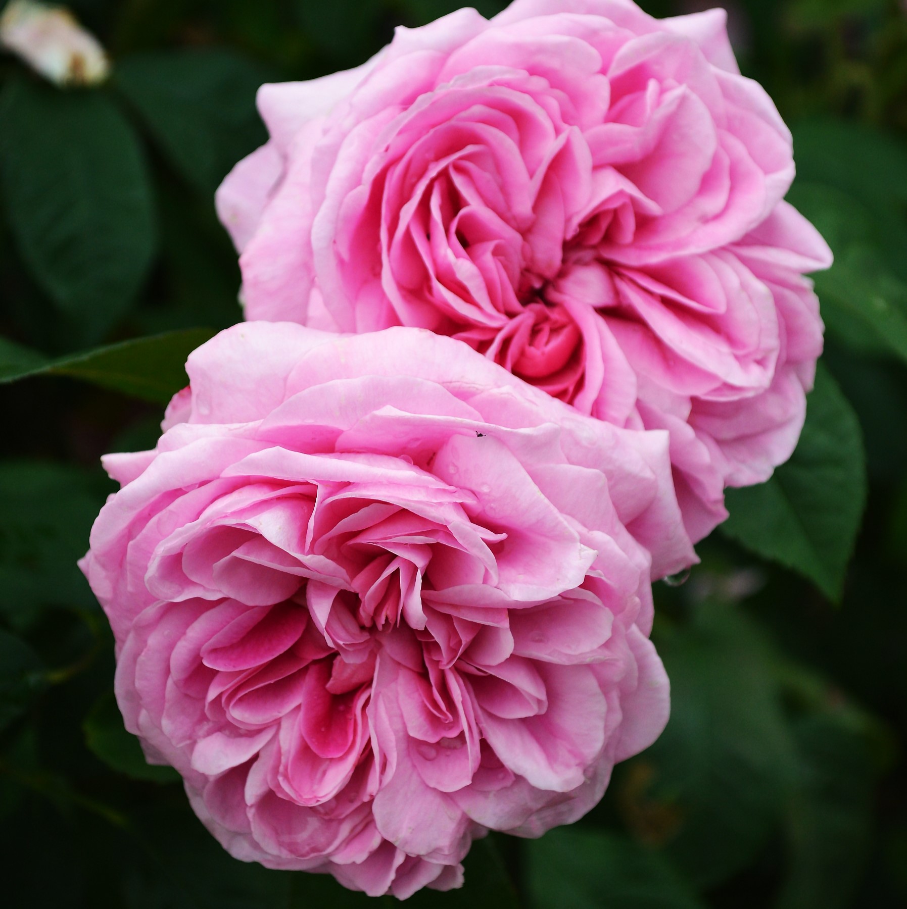 Ros Gertrude Jekyll