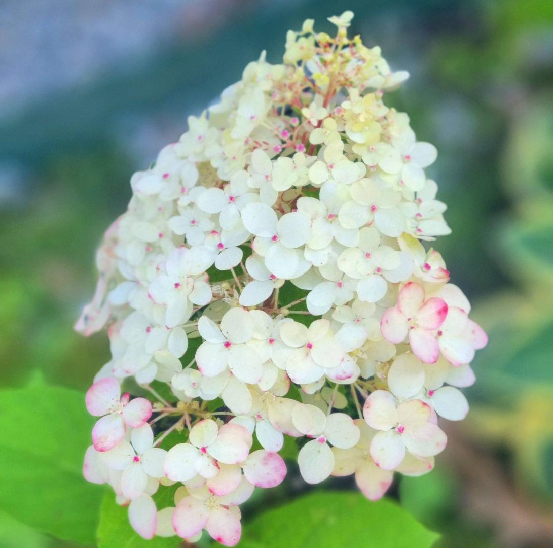 Syrenhortensia Living Colourful Cocktail