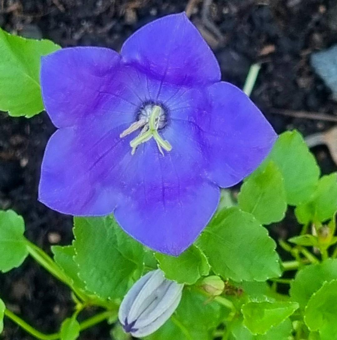 Karpaterklocka Carillon Blue