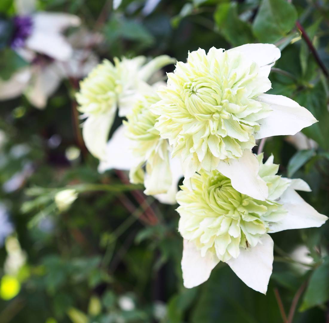 Klematis Alba Plena